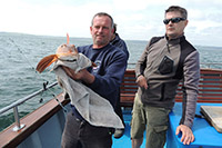 Specimen Tub Gurnard - Released of Course-2